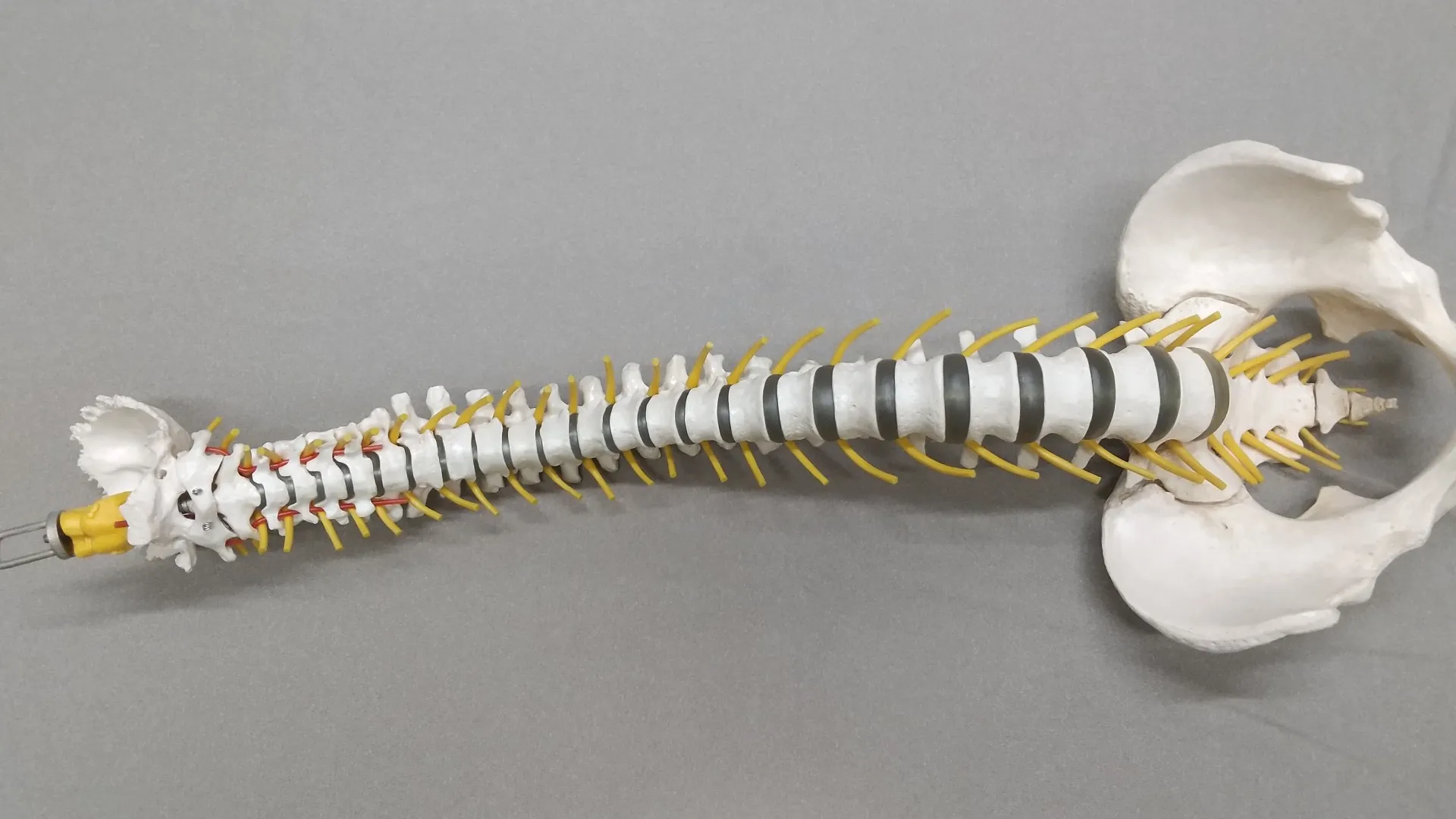 整体で背骨の歪み矯正！痛み改善する施術の効果